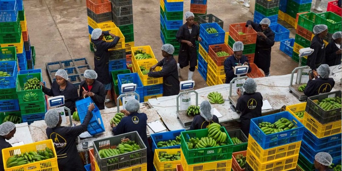 Kenyan agritech startup Twiga Foods goes into administration after failing to pay rising supplier and investor debts.